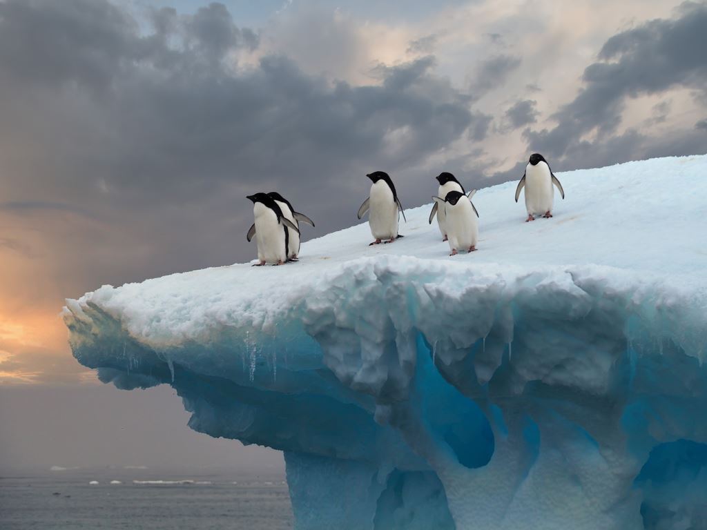 Pat_Antliff_Penguins