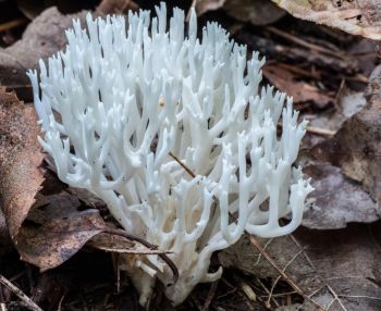 <p>Image Credit:&nbsp;Nijole Mockevicius, Coral Fungi, Lake Traverse</p>