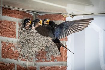 <p>Image Credit: Tom Hsiao, Feeding Barn Swallow Chicks</p>