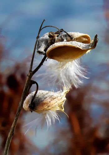 <p>Image Credit: Monica Dingle, Milkweed Seed Pod</p>