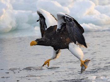 <p>Stella Eagle, Janna Cheng</p>