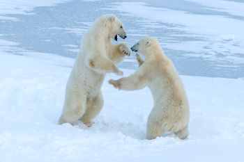 <p>Image Credit: May Hon, Polar Bears</p>