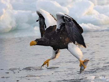 <p>Stella Eagle, Janna Cheng</p>