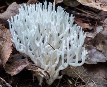 <p>Image Credit: Nijole Mockevicius, Coral Fungi, Lake Traverse</p>
