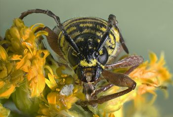 <p>Image Credit: Kathy Moore, Macro of Locust Borer Beetle</p>
